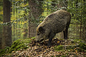 Wild Boar (Sus scrofa) in forest, Bayerischerwald, Germany