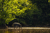 Wild Boar (Sus scrofa) walking in the water of a pond, Sologne, Loir-et-Cher, Centre-Val de Loire, France