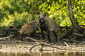 Wild Boar (Sus scrofa) fighting between two boars at the edge of water of a pond, Sologne, Loir-et-Cher, Centre-Val de Loire, France