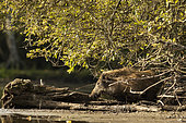 Wild Boar (Sus scrofa) at the edge of water of a pond, Sologne, Loir-et-Cher, Centre-Val de Loire, France