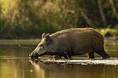 Wild Boar (Sus scrofa) walking in the water of a pond, Sologne, Loir-et-Cher, Centre-Val de Loire, France