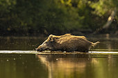 Wild Boar (Sus scrofa) walking in the water of a pond, Sologne, Loir-et-Cher, Centre-Val de Loire, France