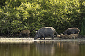 Wild Boar (Sus scrofa) Sow and piglets at the edge of water of a pond, Sologne, Loir-et-Cher, Centre-Val de Loire, France