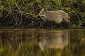 Wild Boar (Sus scrofa) at the edge of water of a pond, Sologne, Loir-et-Cher, Centre-Val de Loire, France