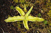 Common Butterwort (Pinguicula vulgaris) carnivorous plant, Jardin d'altitude du Haut Chitelet, Vosges, France