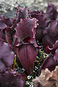 Purple pitcherplant (Sarracenia purpurea) urn trap, carnivorous plant, Jean-Marie Pelt Botanical Garden, Nancy, Lorraine, France