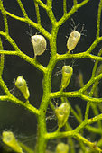 Piège à outre de l'Utriculaire (Utricularia sp), plante carnivore aquatique, Boucq, Forêt de la Reine, Lorraine, France