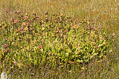 Invasive pitcher plant (Sarracenia sp) in a peat bog in the Jura, Haut Jura nature park, France