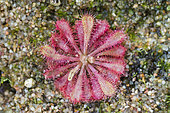 Spoon-leaved sundew (Drosera spatulata), carnivorous plant native to SE China and New Zeland, Jean-Marie Pelt Botanical Garden, Nancy, Lorraine, France