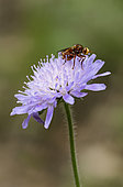 Thick-headed Fly (Sicus ferrugineus) on a flower, Jaillon, Lorraine, France