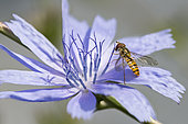 Marmalade Hover-fly (Episyrphus balteatus) on a chicory flower, Bouxières-aux-dames, Lorraine, France