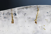 Larves de moustiques (Culex sp) emprisonnées dans la glace lors du gel hivernal, Bouxières-aux-dames, Lorraine, France