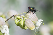 Greenbottle fly (Lucilia sp) on Maidenstears (Silene vulgaris) flower, Bouxières-aux-dames, Lorraine, France
