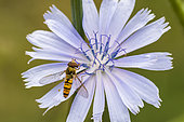 Marmalade Hover-fly (Episyrphus balteatus) on a chicory flower, Bouxières-aux-dames, Lorraine, France