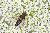 Drone fly (Eristalis sp) on wild carrot flowers, Bouxières-aux-dames, Lorraine, France