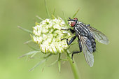 Flesh fly (Sarcophaga carnaria) on flower, Bouxières-aux-dames, Lorraine, France
