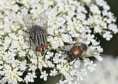 Grey and black fly (Muscidae sp) and green fly (Lucilia sp) on wild carrot, Lorraine, France