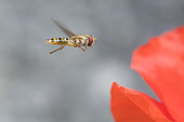 Marmalade Hover-fly (Episyrphus balteatus) hovering in front of a Poppy, Jaillon, Lorraine, France