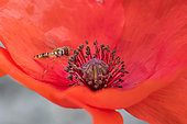 Marmalade Hover-fly (Episyrphus balteatus) hovering on a Poppy, Jaillon, Lorraine, France