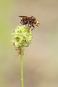 Thick-headed Fly (Sicus ferrugineus) on Burnet flower, Jaillon, Lorraine, France