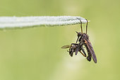 Dance fly (Empis sp) with its prey, Forest of Spincourt, Lorraine, France