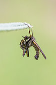 Dance fly (Empis sp) with its prey, Forest of Spincourt, Lorraine, France
