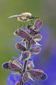 Western bee-fly (Bombylius canescens) on Sage, Troussey, Lorraine, France