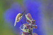 Western bee-fly (Bombylius canescens) on Sage, Troussey, Lorraine, France