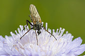 Dance fly (Empis sp) on flower, Jaillon, Lorraine, France