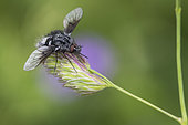 Black Bee fly (Bombylella atra),Calcareous grassland, Lorraine, rance