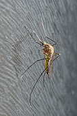 Mosquito (Culex pipiens) female on glass, Bouxières-aux-dames, Lorraine, France