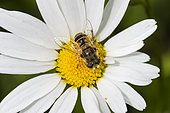 Hoverfly (Myathropa florea) on Daisy, Sainte Croix animal park, Lorraine, France