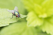 Greenbottle fly (Lucilia sp) on a leaf, Sainte Croix Animal Park, Lorraine, France