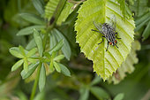 Flesh fly (Sarcophaga carnaria) on a leaf, Lorraine, France