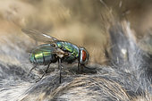 Green fly on vole corpse, Greenbottle fly (Lucilia sp), in garden, Lorraine, France