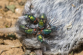 Green flies on vole corpse, Greenbottle fly (Lucilia sp), in garden, Lorraine, France