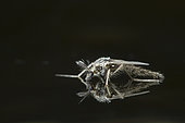 Phanton midge (Chaoborus sp) on water, Jardin botanique Jean-Marie Pelt, Nancy, Lorraine, France