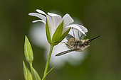 Bee fly (Bombylius sp) on caryophyllaceae, Vosges, France