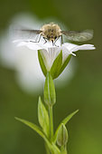 Bee fly (Bombylius sp) vibrating its wings for warmth, on caryophyllaceae, Vosges, France