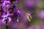 Bee fly (Bombylius sp) on a Lychnis (Lychnis yunnanensis) flower, Jardin botanique Jean-Marie Pelt, Nancy, Lorraine, France