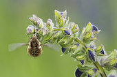 Bee fly (Bombylius sp) vibrating its wings for warmth, on Sage, Lorraine, France
