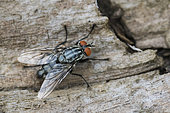 Flesh fly (Sarcophaga carnaria) on wood, Lorraine, France