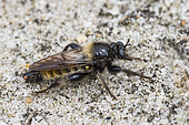Bee-like robber fly (Laphria sp) on sand, Kalmthout, Antwerpen, Belgium