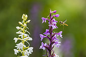 Marmalade Hover-fly (Episyrphus balteatus) on Fragrant orchid (Gymnadenia conopsea), Lorraine, France