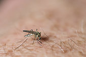 Moustique (Aedes geniculatus) sur la peau d'un homme, en train de piquer, Jardin des plantes, paris, France