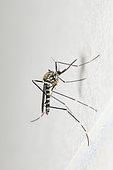 Moustique tigre (Aedes albopictus) sur un mur, Bouxières-aux-dames, Lorraine, France