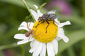 Crab Spider (Xysticus cristatus) facing a Flesh fly (Sarcophaga carnaria) on Daisy flower, Slovenia