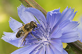 Tapered Hoverfly (Eristalis pertinax)on Chicory flower, Lorraine, France