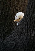 White British Araucana hen hiding behind a tree