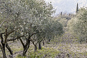 Small scale organic olive farm in late winter, Fontaine-de-Vaucluse, Vaucluse, Provence, France